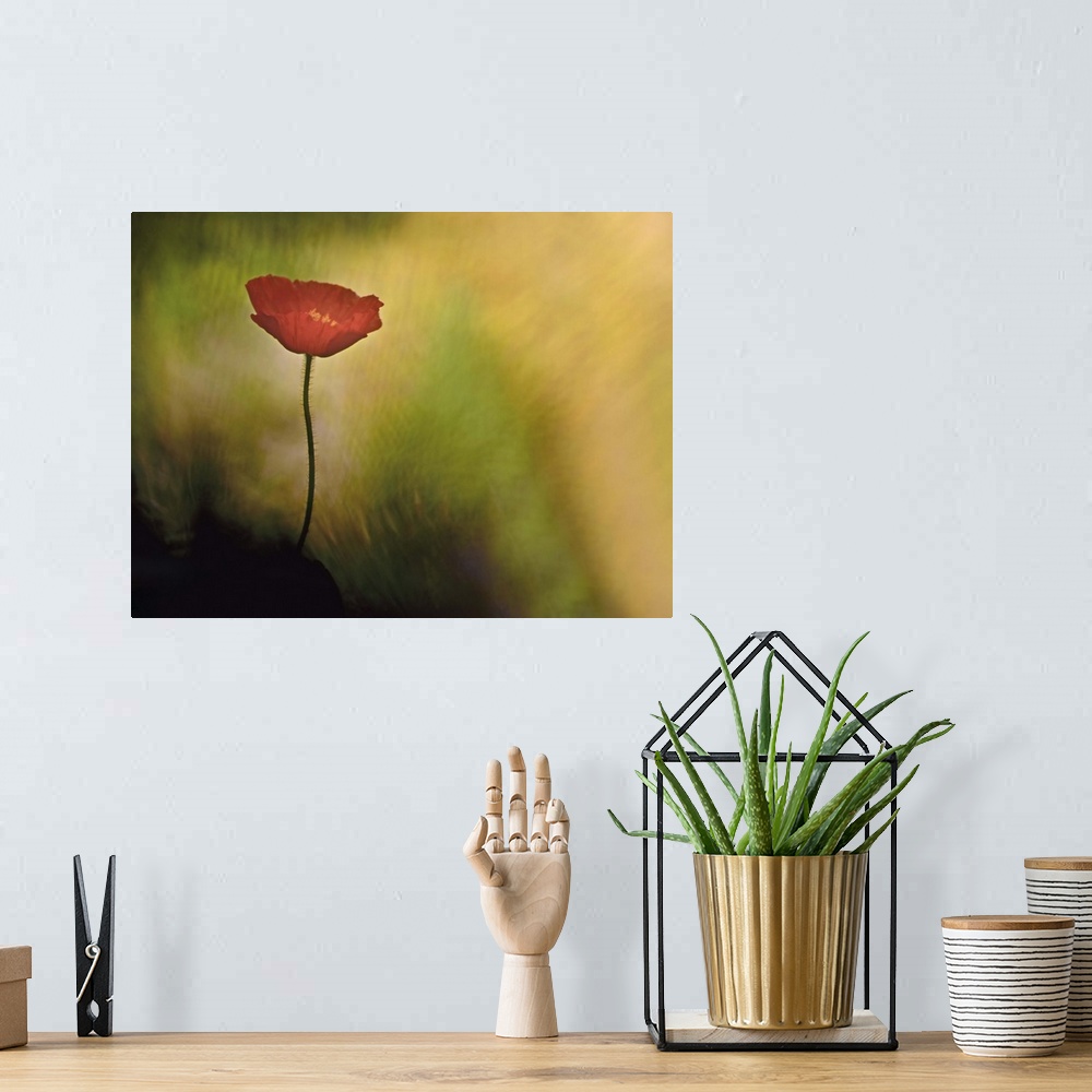 A bohemian room featuring A close-up photograph of a red flower against an abstract background.