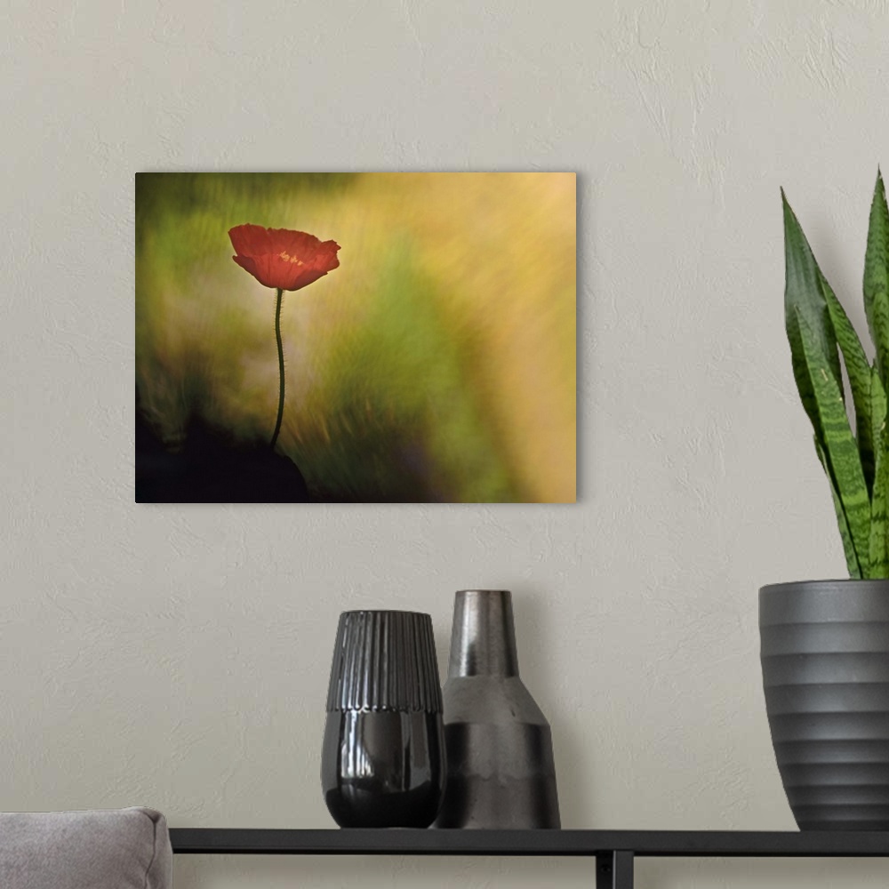 A modern room featuring A close-up photograph of a red flower against an abstract background.