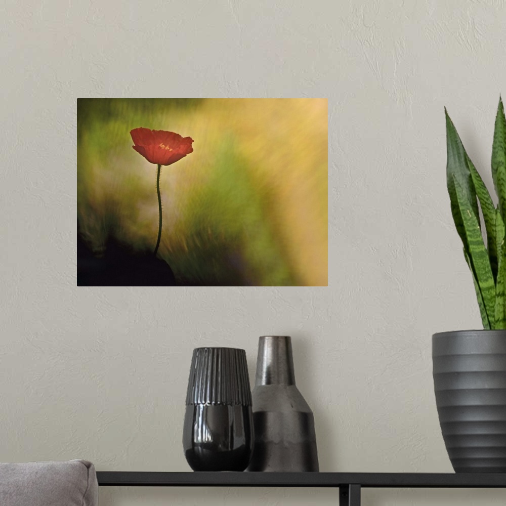 A modern room featuring A close-up photograph of a red flower against an abstract background.