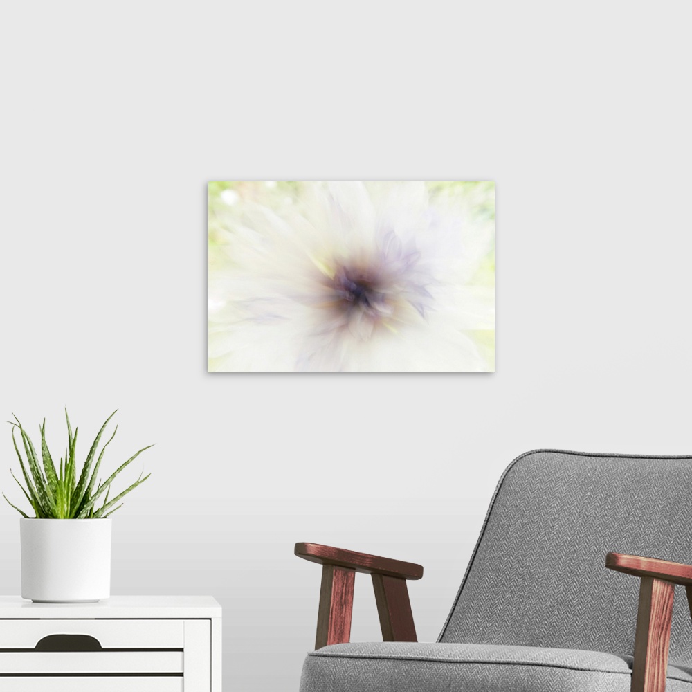 A modern room featuring Up close view of an artistically blurred wild flower, touched by the evening light.