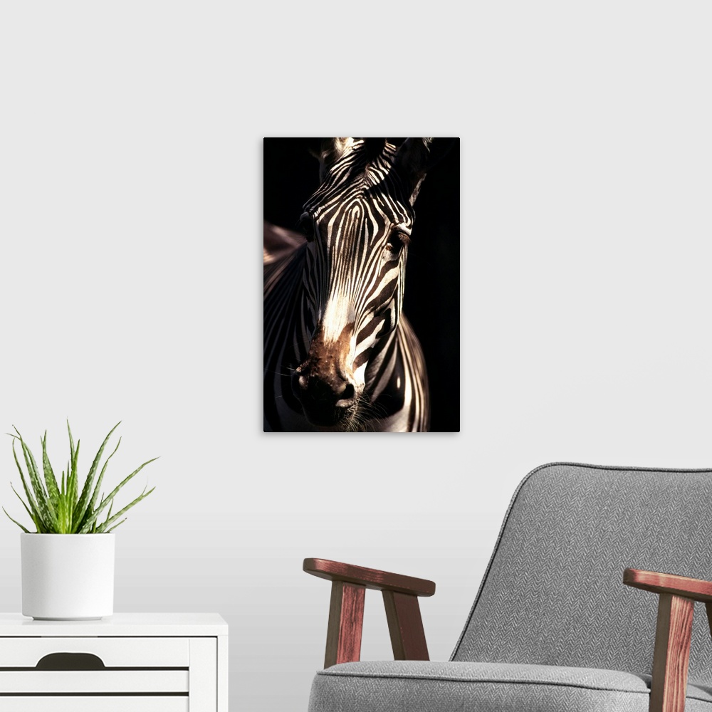 A modern room featuring Detail of a Grevy's zebra, indigenous to Ethiopia and Kenya, Africa. (captive)