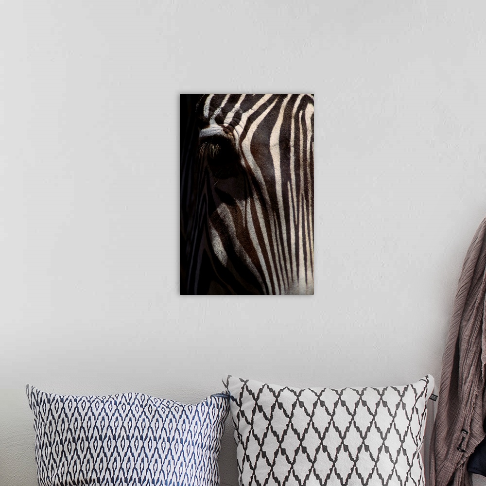 A bohemian room featuring Grevy's Zebra