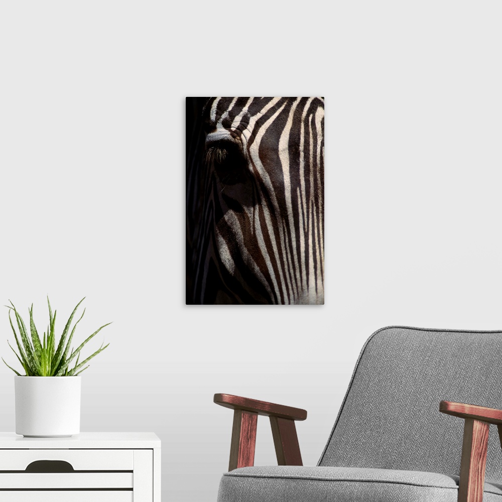 A modern room featuring Grevy's Zebra