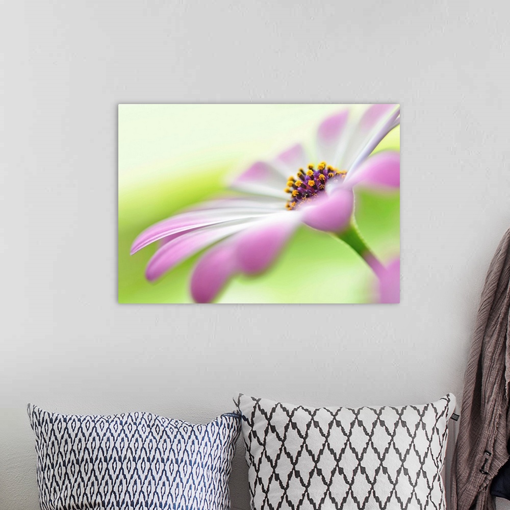 A bohemian room featuring Soft focus macro image of a flower with white and pink petals, focusing in on the center of the f...