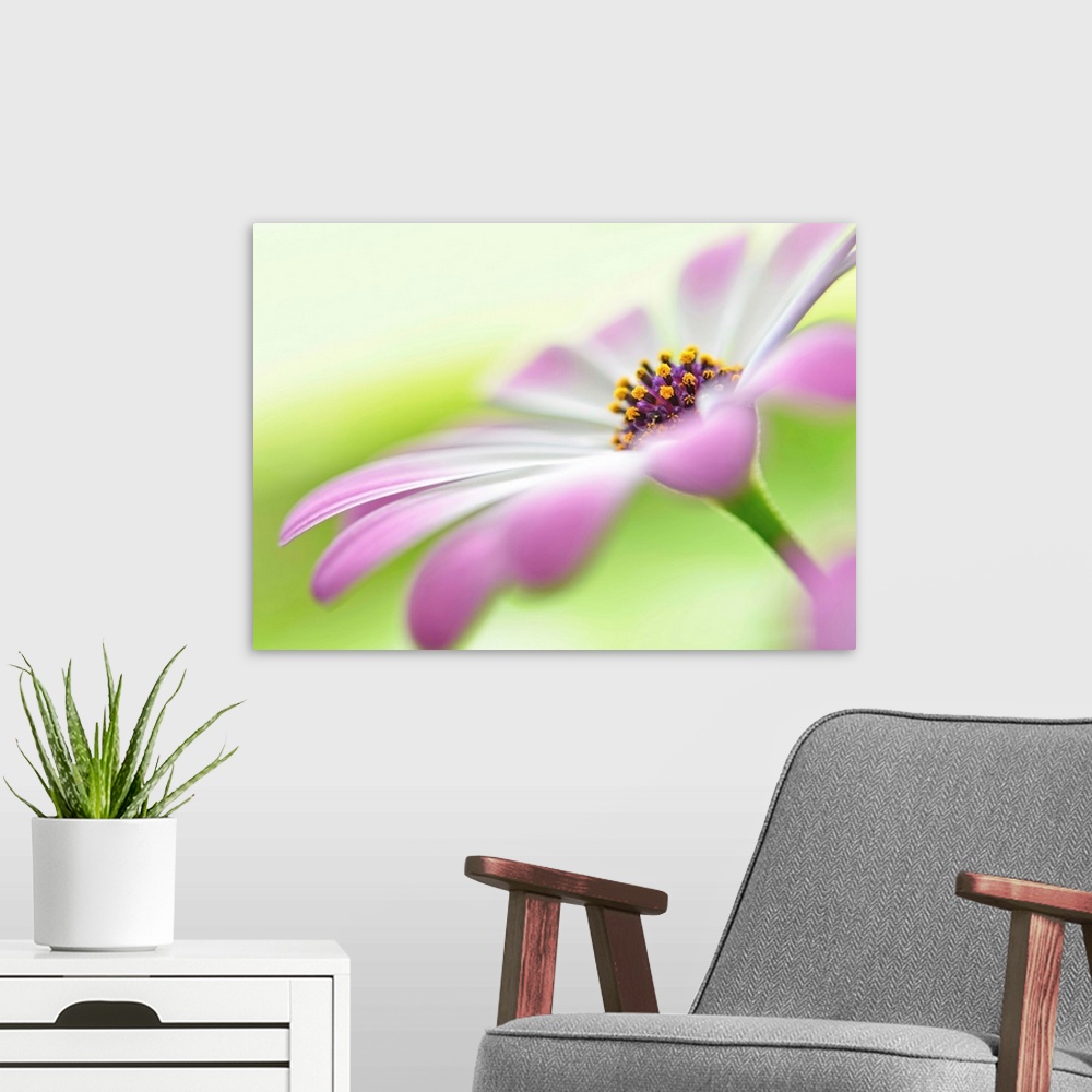 A modern room featuring Soft focus macro image of a flower with white and pink petals, focusing in on the center of the f...