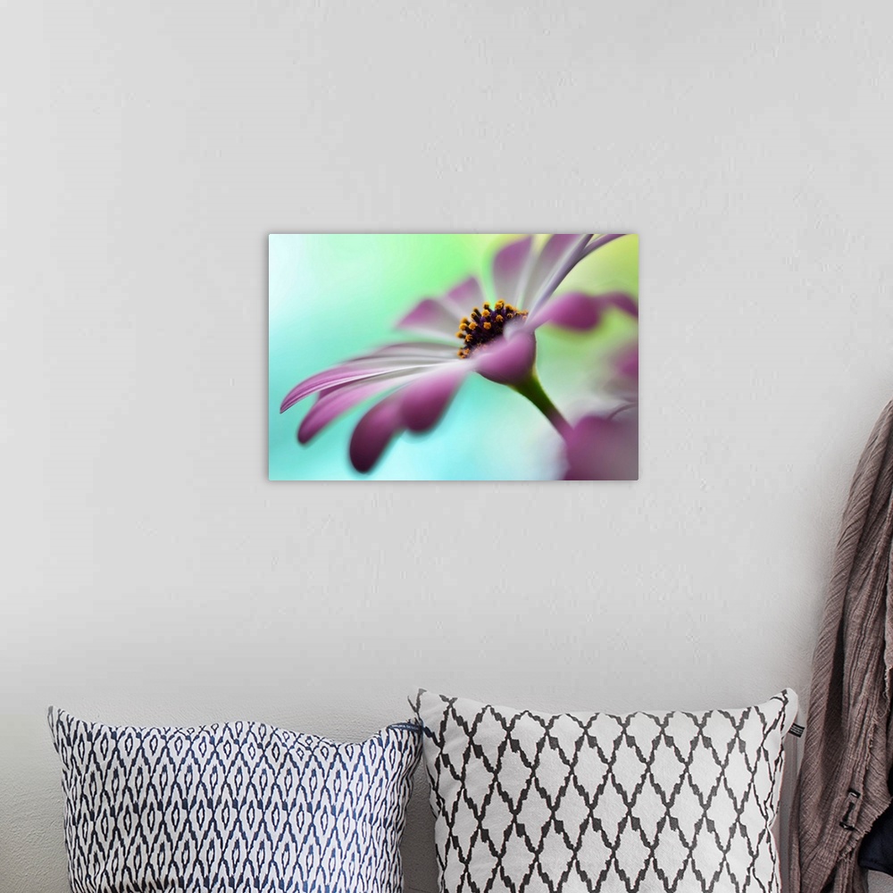 A bohemian room featuring Closeup photograph of a purple flower focusing in on the center with a shallow depth of field.