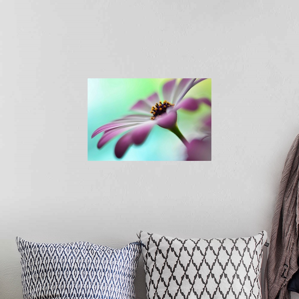 A bohemian room featuring Closeup photograph of a purple flower focusing in on the center with a shallow depth of field.