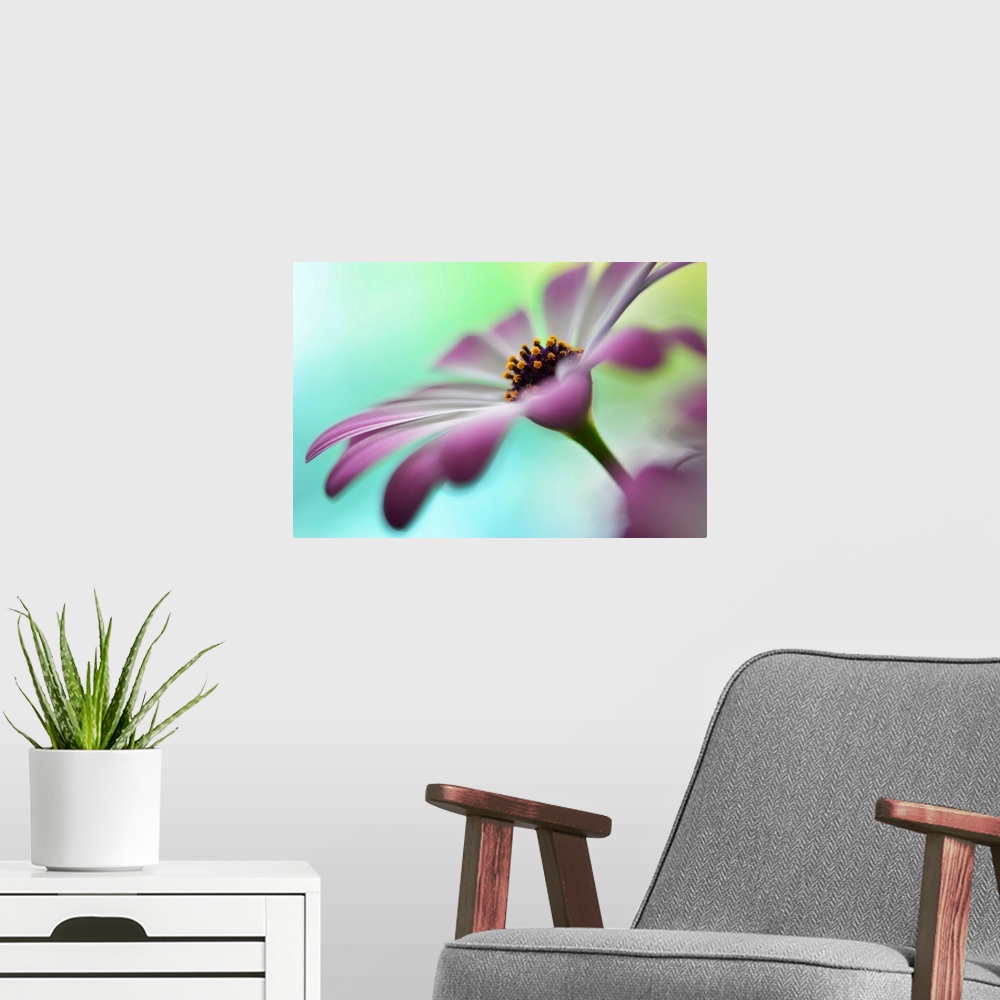 A modern room featuring Closeup photograph of a purple flower focusing in on the center with a shallow depth of field.