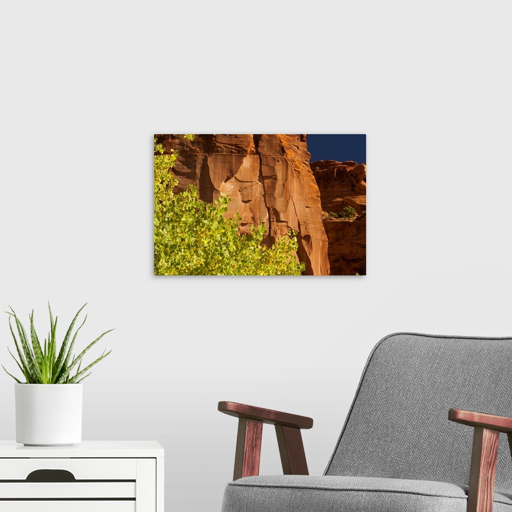 A modern room featuring Aspen trees, Canyon de Chelley National Monument, Arizona