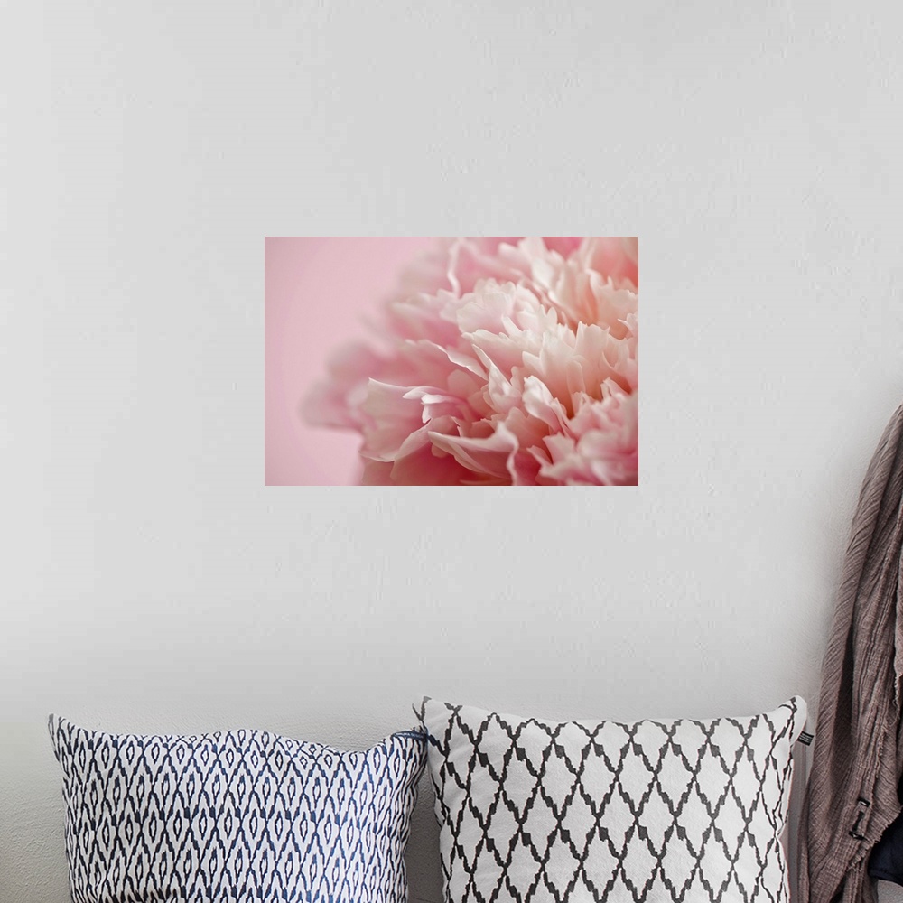 A bohemian room featuring Large, horizontal close up photograph of a white and light pink flower, the background petals blu...