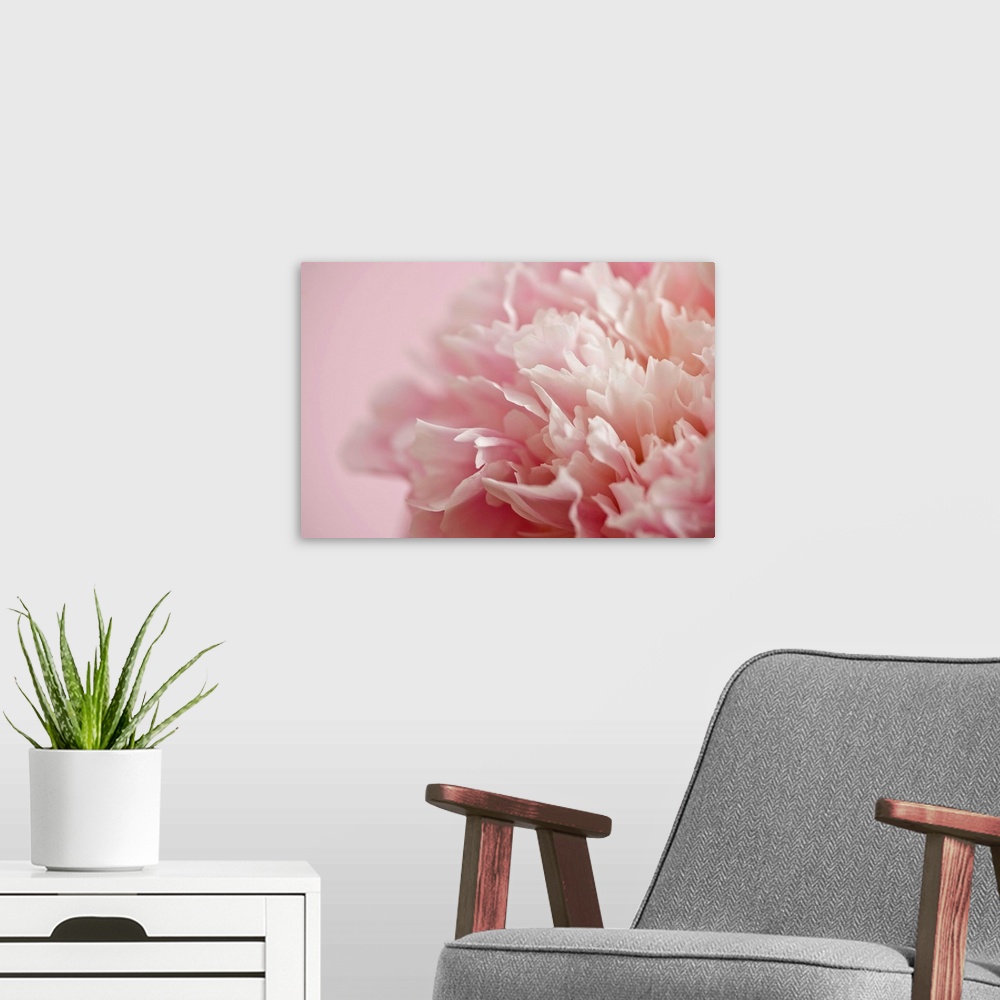 A modern room featuring Large, horizontal close up photograph of a white and light pink flower, the background petals blu...