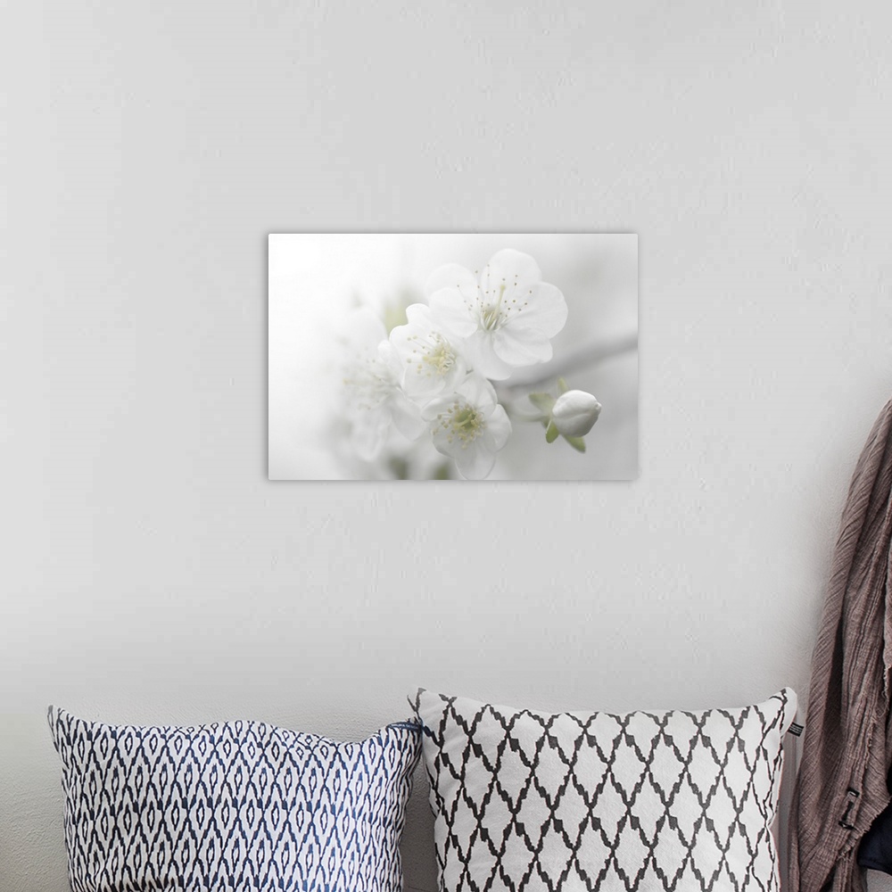 A bohemian room featuring A photograph of white flowers in a soft environment.