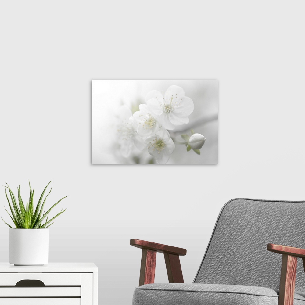 A modern room featuring A photograph of white flowers in a soft environment.