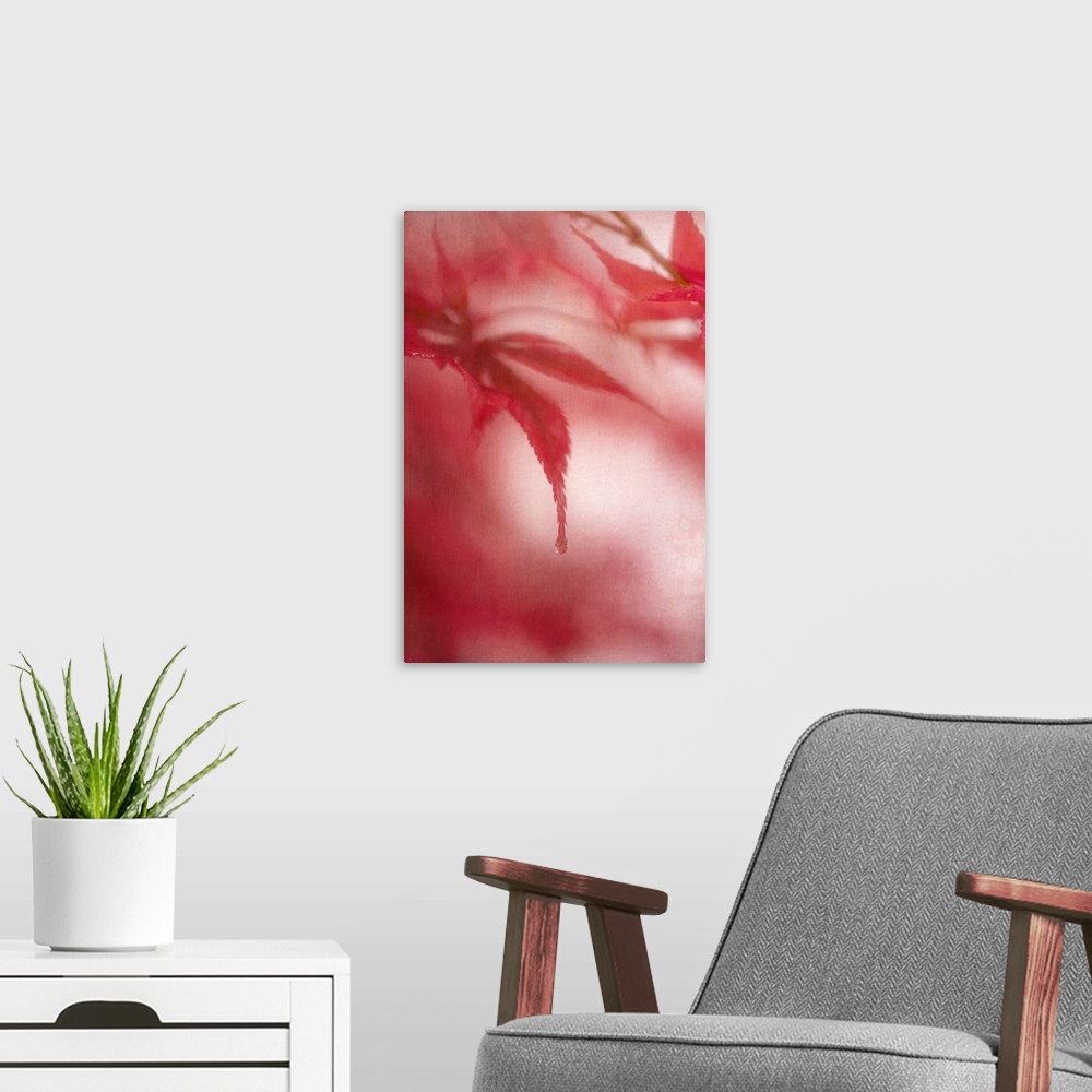 A modern room featuring Close up of the edges of a red maple leaf.