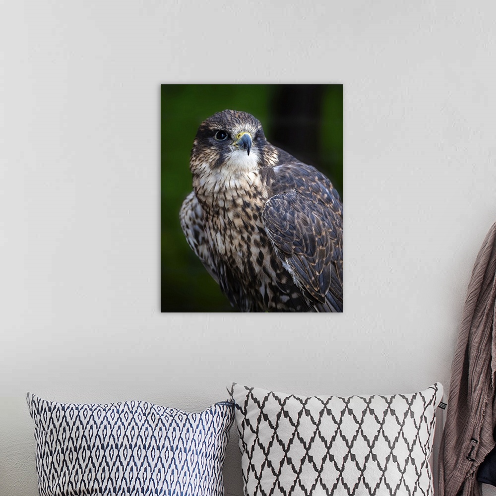 A bohemian room featuring Close-in portrait of a magnificent falcon surveying the Canadian forest environment.