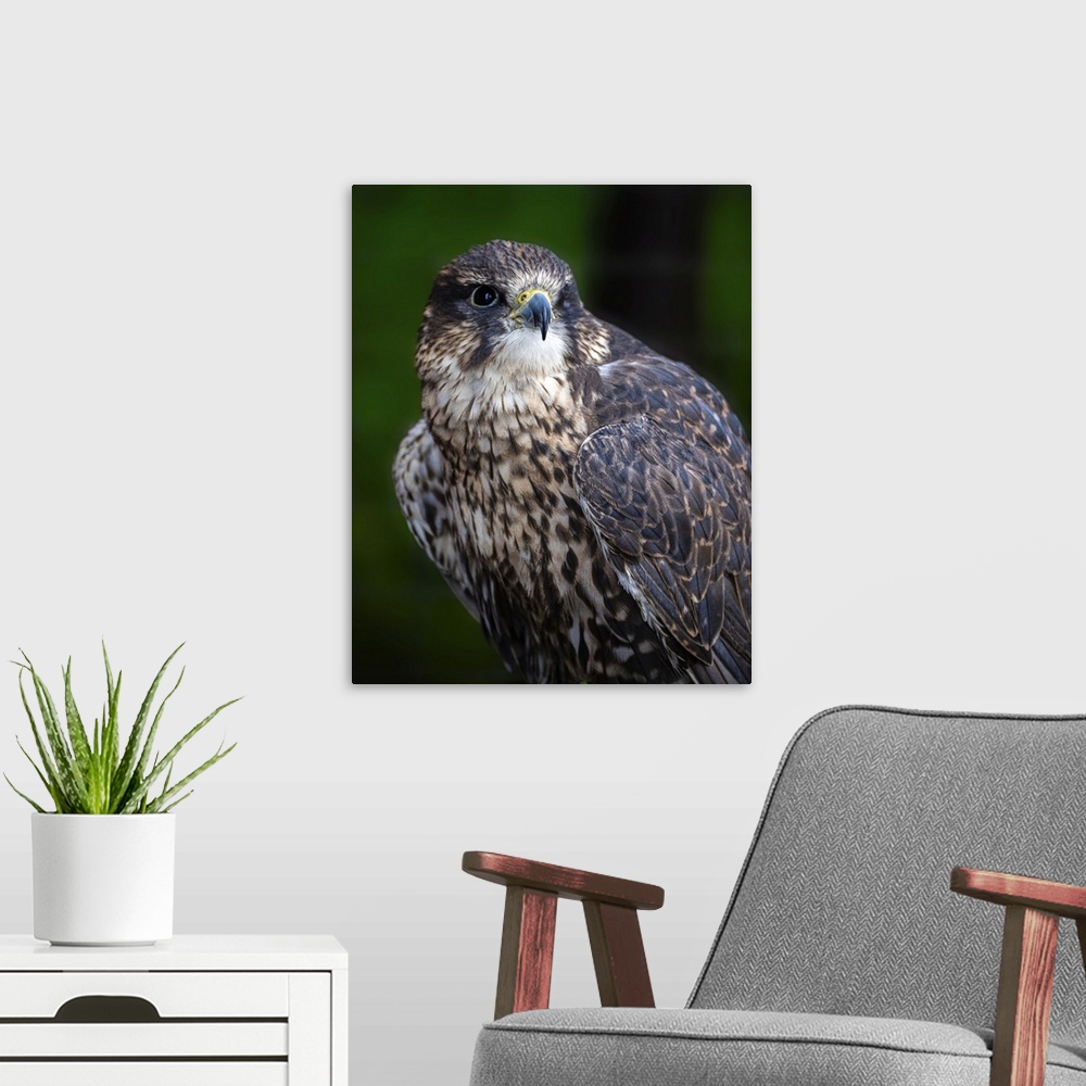 A modern room featuring Close-in portrait of a magnificent falcon surveying the Canadian forest environment.
