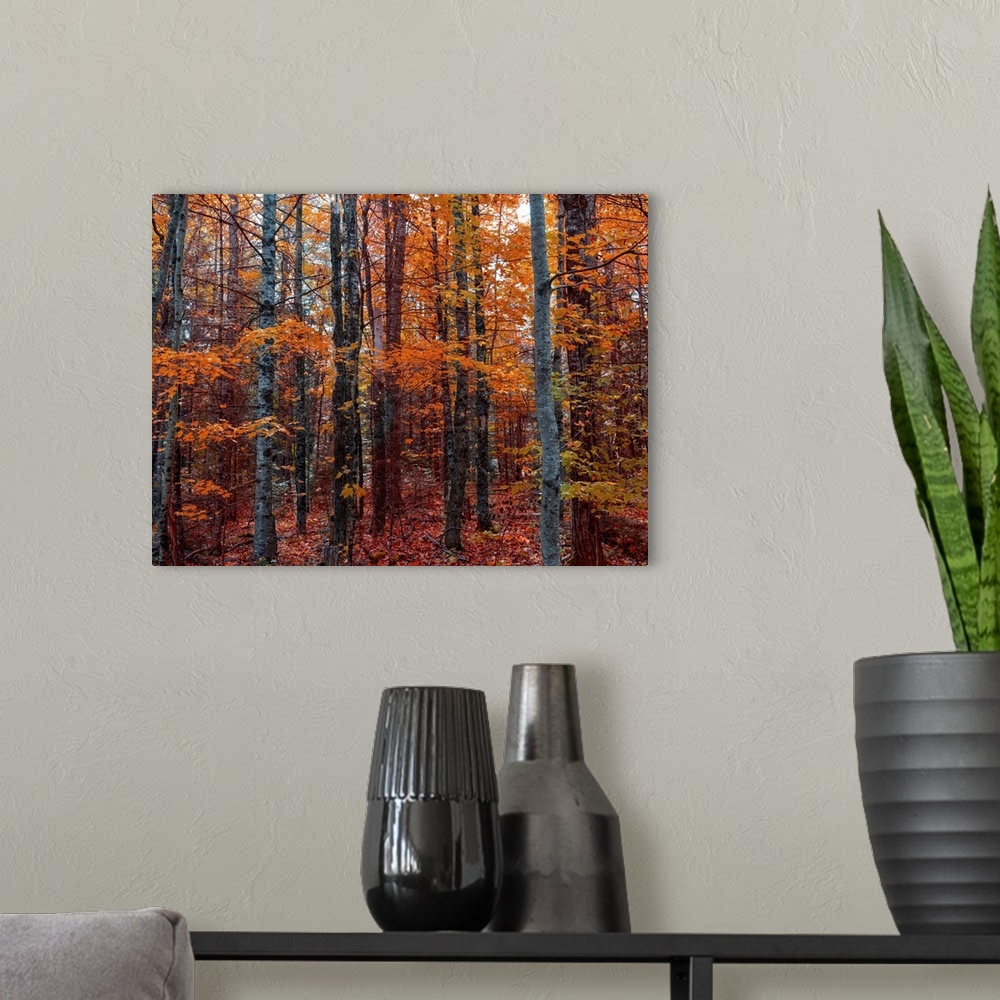 A modern room featuring Autumn colors of the New England forest . For the photo I used a zoom at the focal length of 35mm...