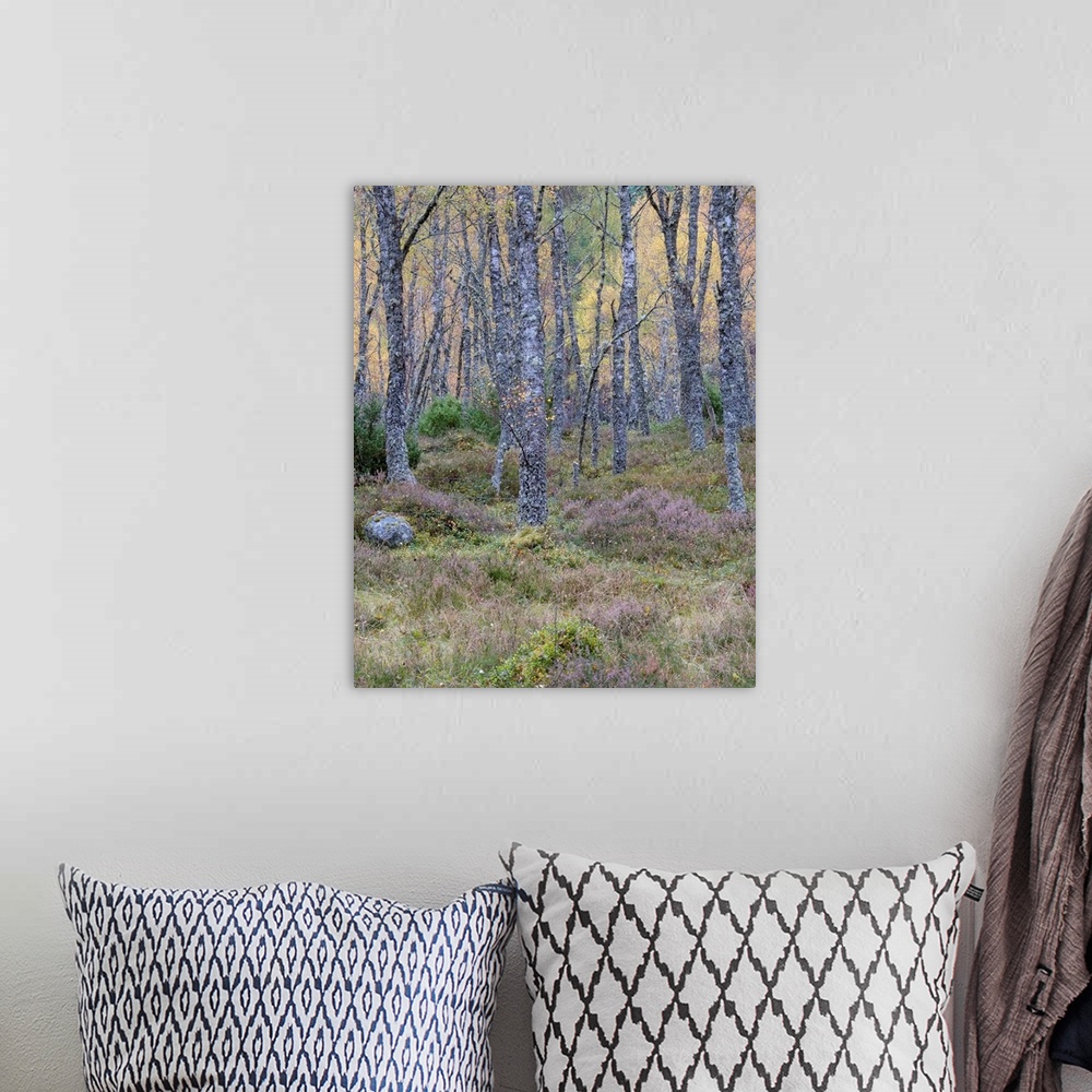A bohemian room featuring A soft dusk in an ancient Scottish woodland in the Cairngorms with lichen covered trees and mossy...