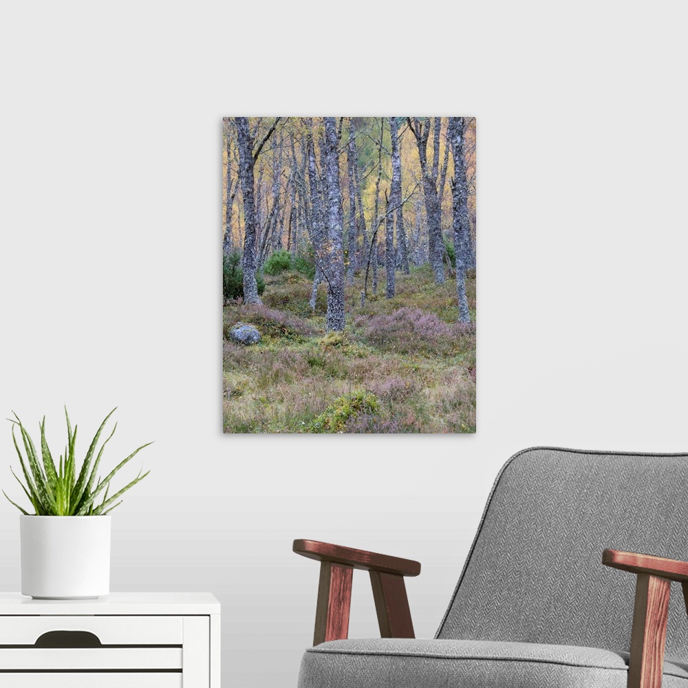 A modern room featuring A soft dusk in an ancient Scottish woodland in the Cairngorms with lichen covered trees and mossy...