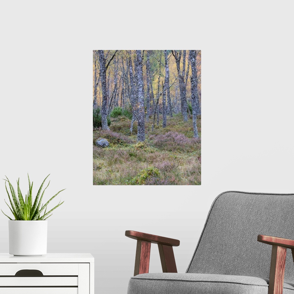 A modern room featuring A soft dusk in an ancient Scottish woodland in the Cairngorms with lichen covered trees and mossy...