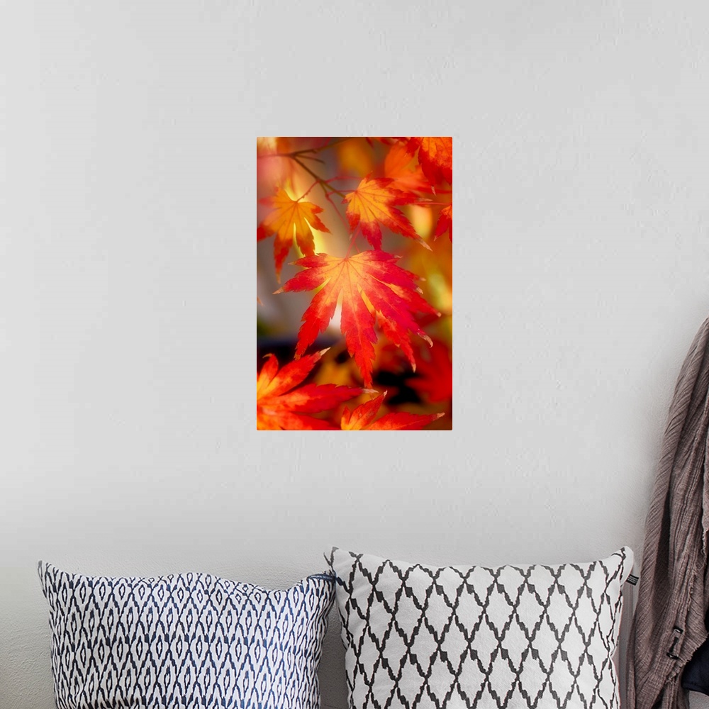 A bohemian room featuring Red and orange maple leaves with a hazy effect.