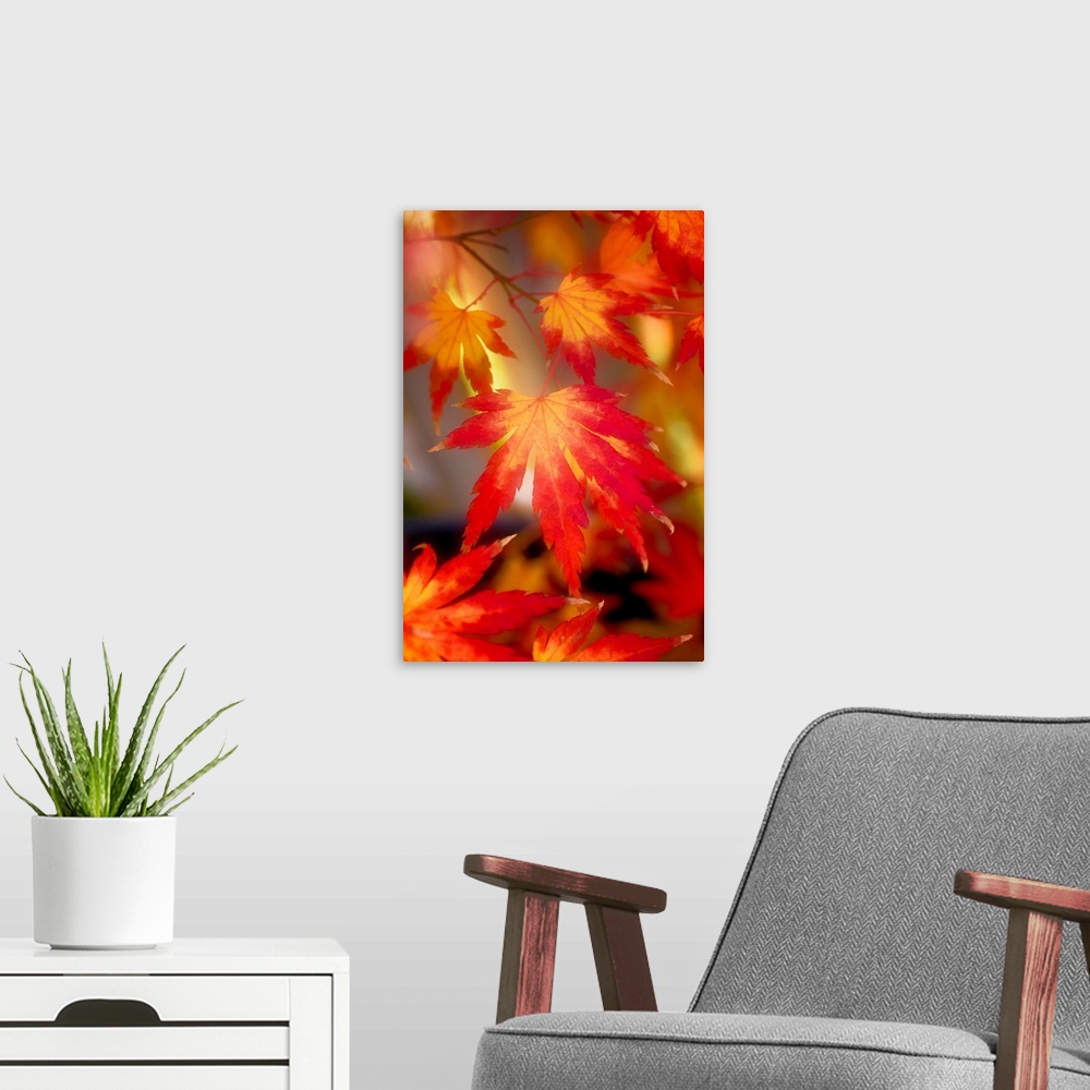 A modern room featuring Red and orange maple leaves with a hazy effect.
