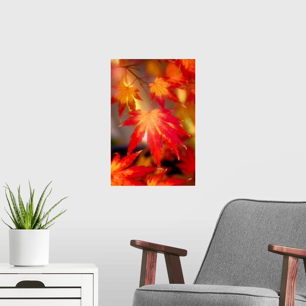 A modern room featuring Red and orange maple leaves with a hazy effect.