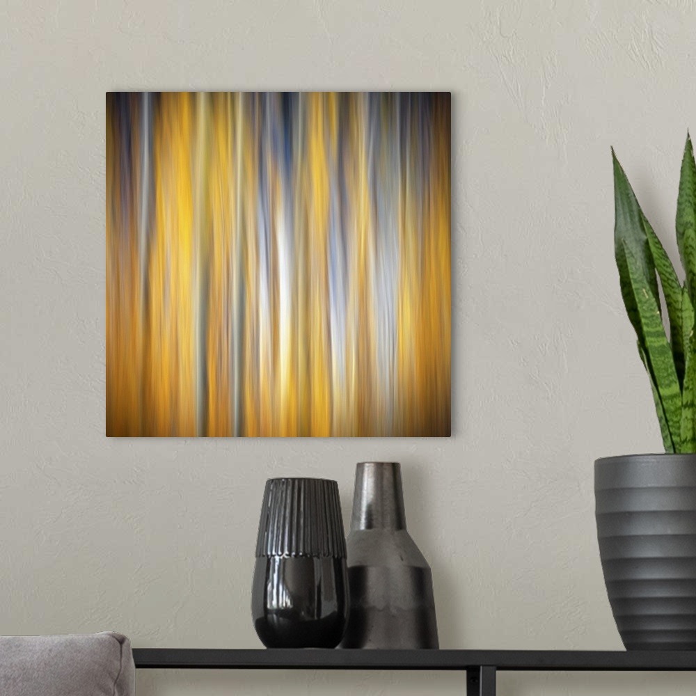 A modern room featuring Square abstract photograph of birch trees with a golden yellow background.