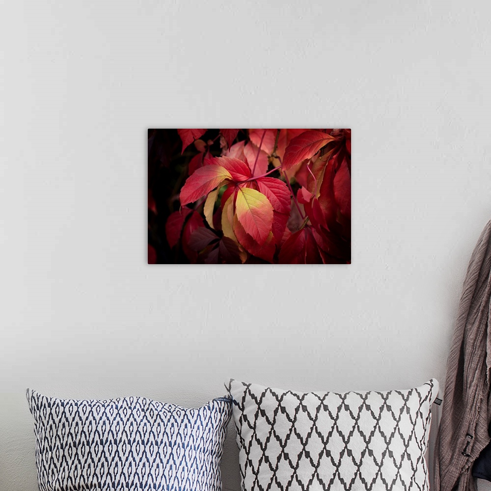 A bohemian room featuring Fine art photo of a group of red leaves on a thin branch.