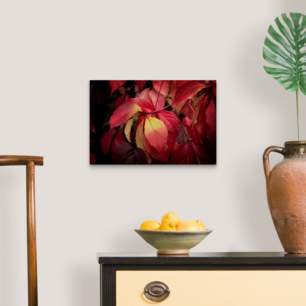 A traditional room featuring Fine art photo of a group of red leaves on a thin branch.