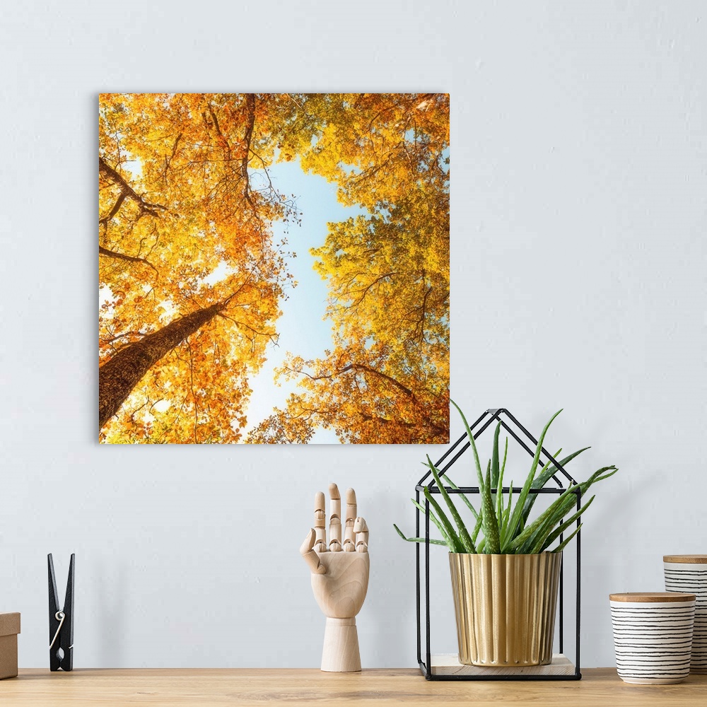A bohemian room featuring Yellow trees against the sky
