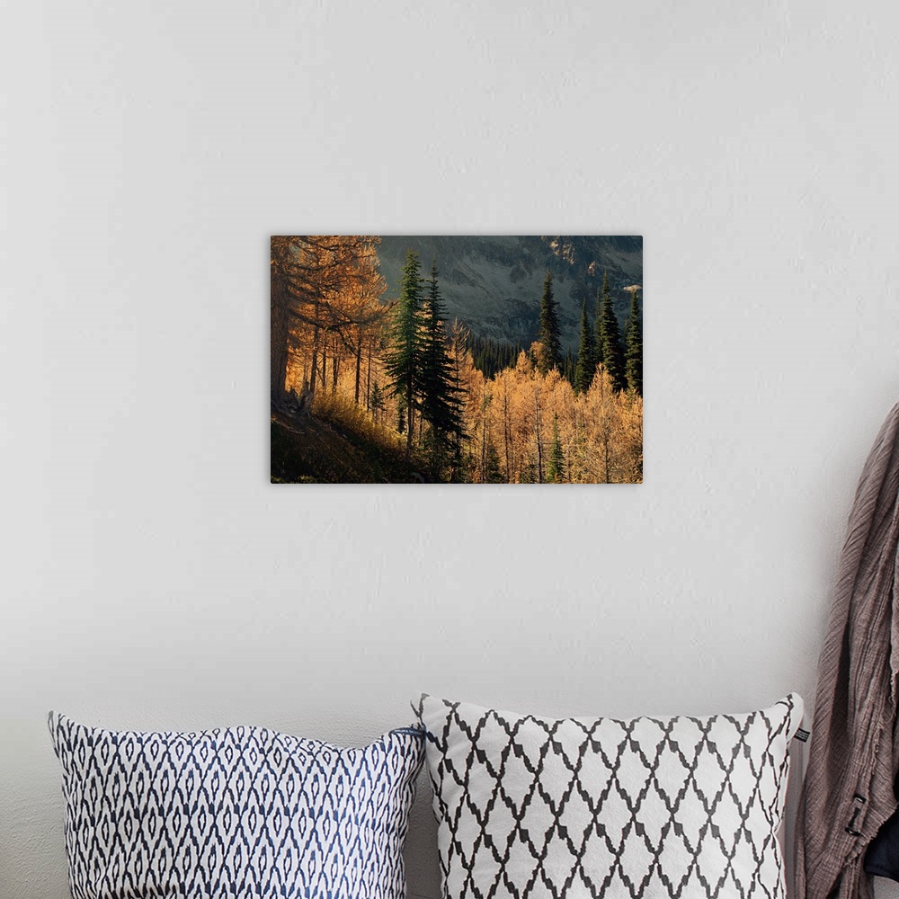 A bohemian room featuring Larches and fir trees on a mountain slope in fall.
