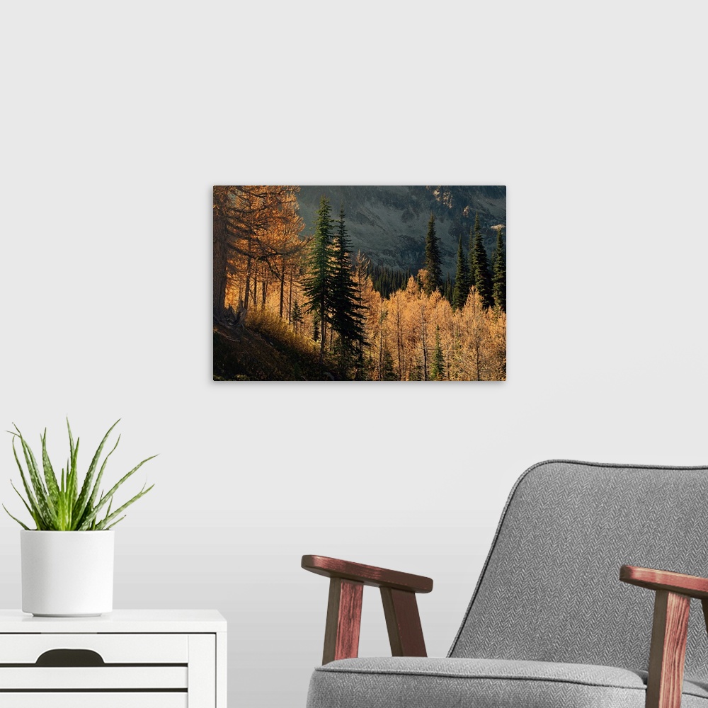 A modern room featuring Larches and fir trees on a mountain slope in fall.