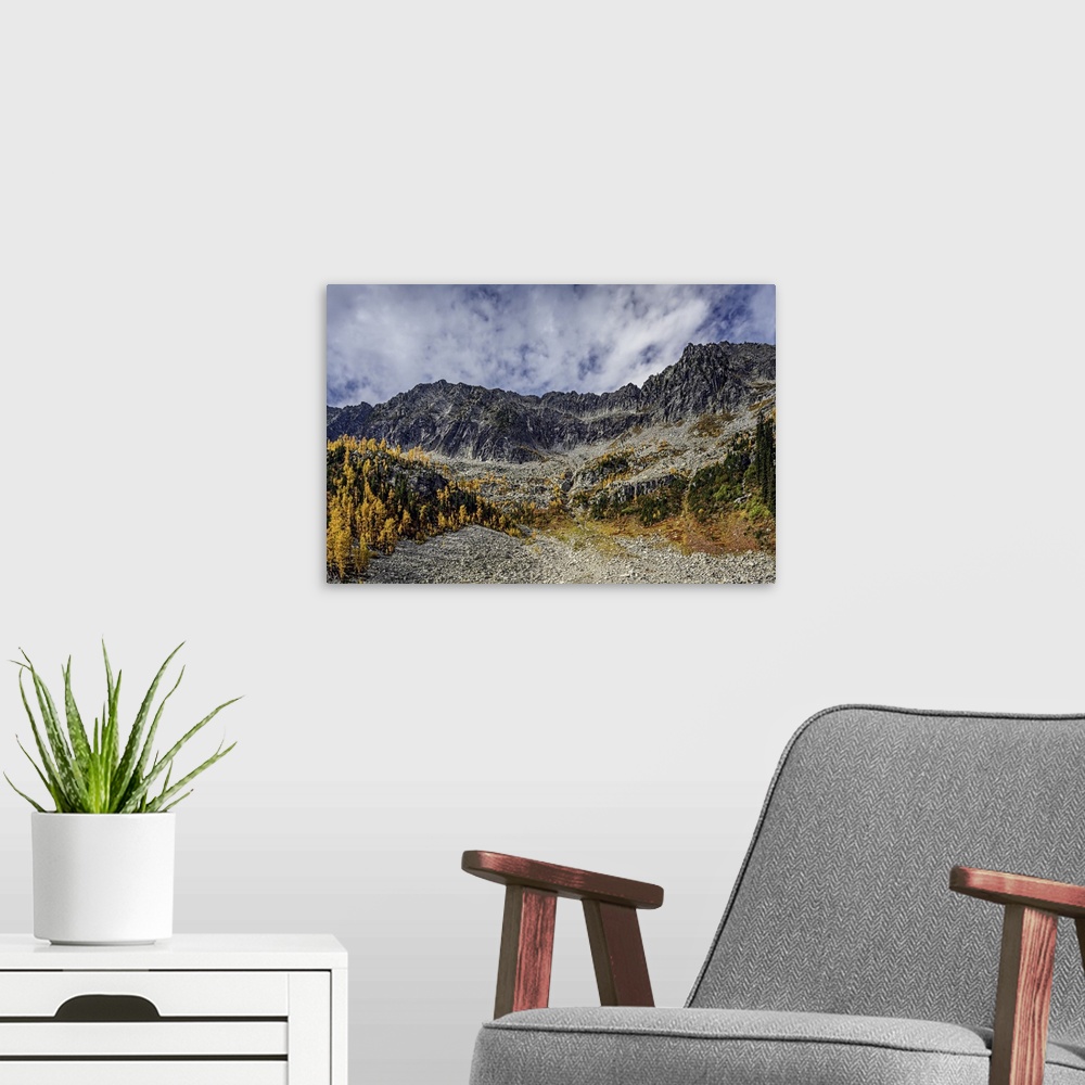 A modern room featuring Craggy mountains, with golden larches and dark green sub-alpine fir trees in fall.