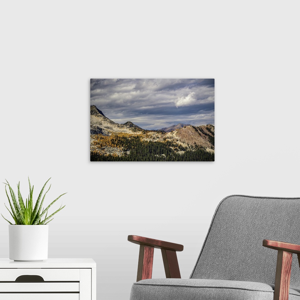 A modern room featuring Mountains, with golden larches and dark green sub-alpine fir trees in fall.