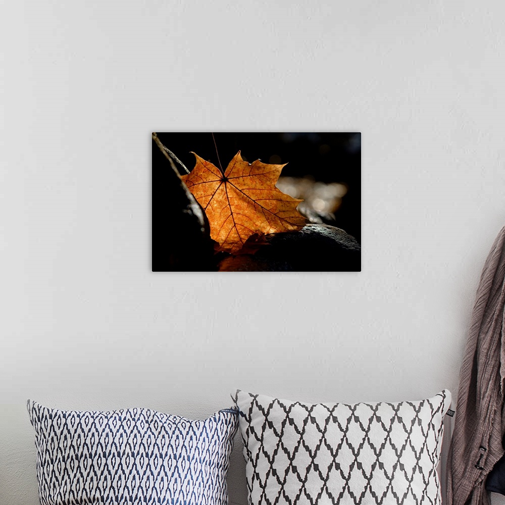 A bohemian room featuring Photograph of a Fall leaf lit from behind, standing out against the dark stone it is resting on.
