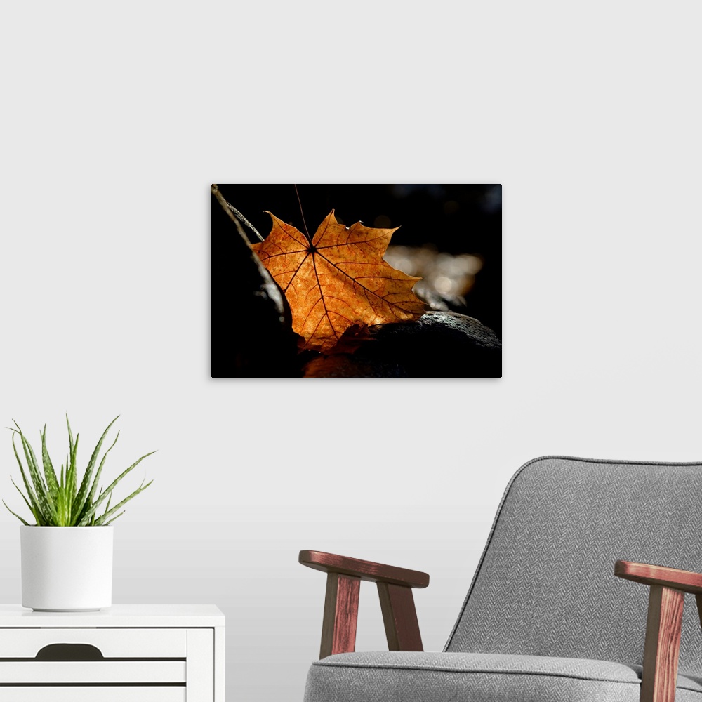 A modern room featuring Photograph of a Fall leaf lit from behind, standing out against the dark stone it is resting on.