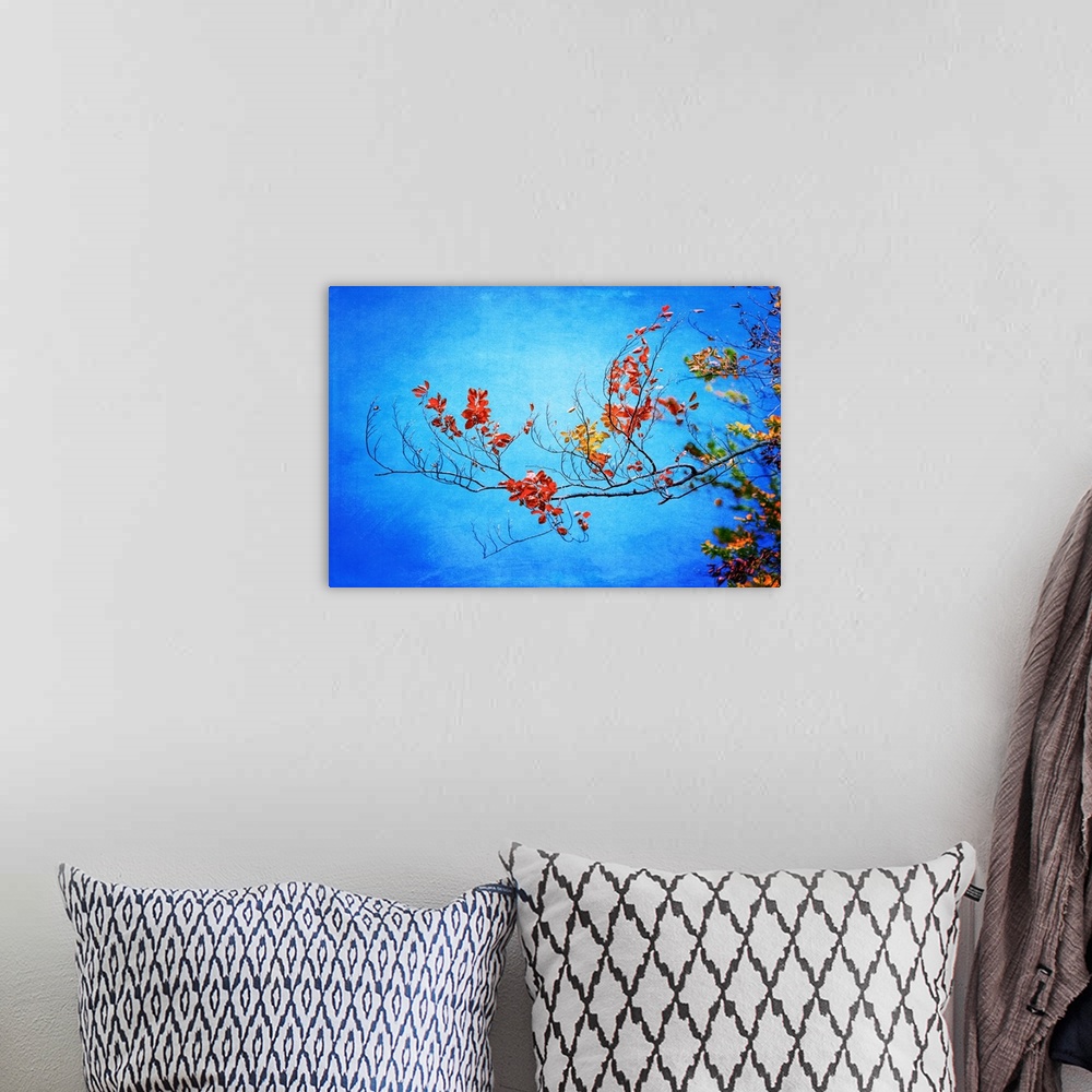 A bohemian room featuring Photograph of a branch with orange, red, and yellow Autumn leaves on a blue background.