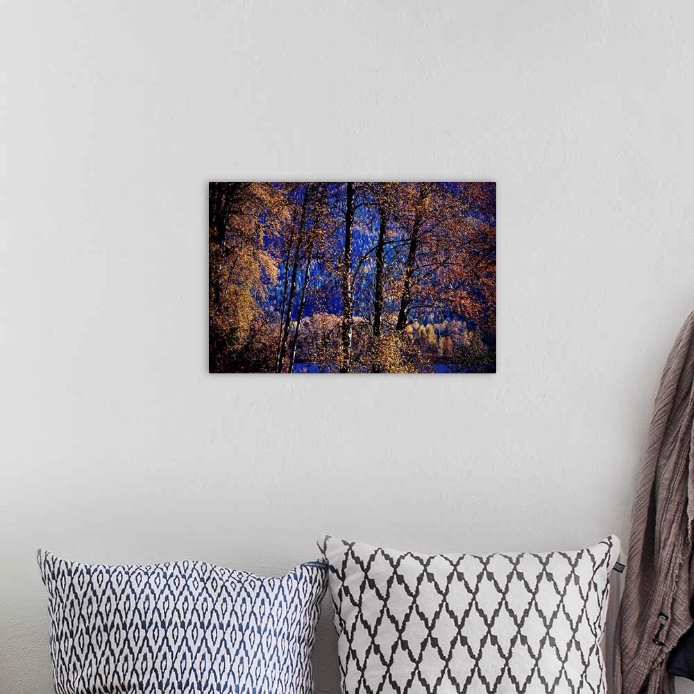 A bohemian room featuring Single image of a line of trees by Summit Lake in British Columbia, Canada, overlooking the lake,...