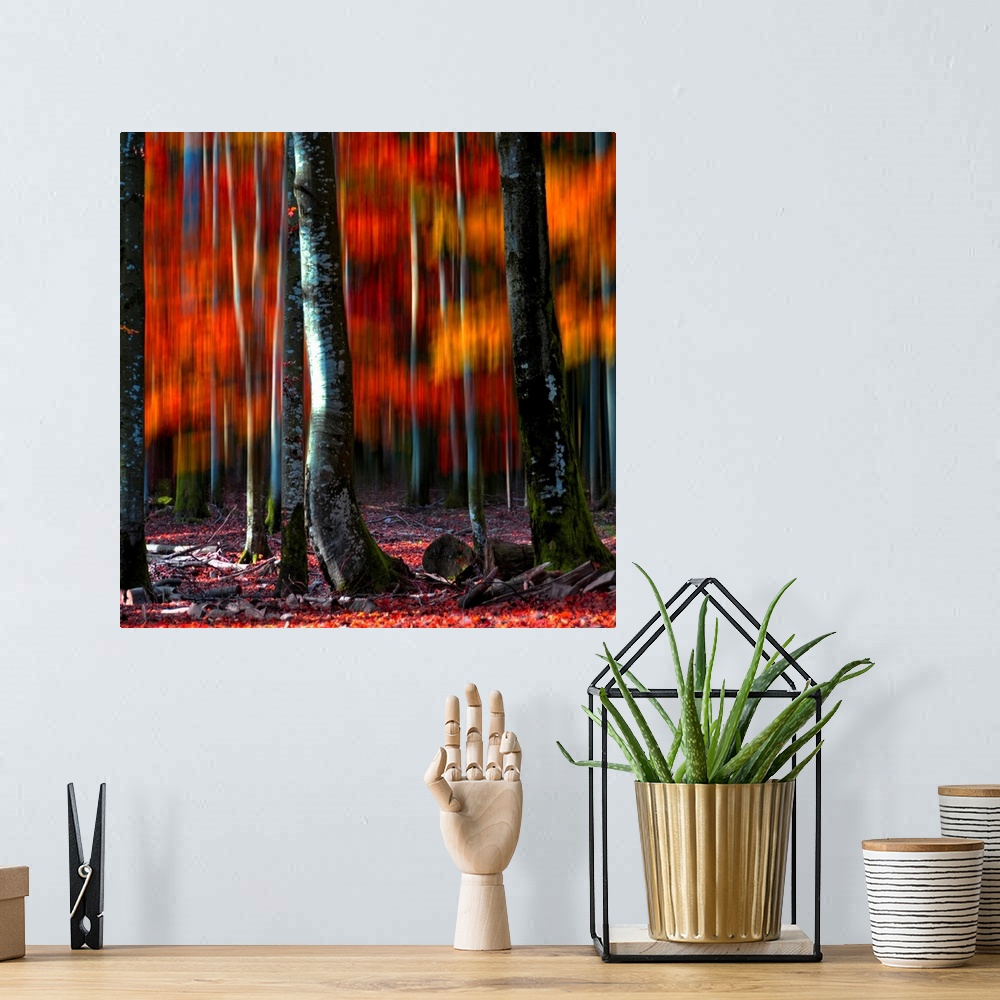 A bohemian room featuring A square canvas print of tree trunks in the foreground of blurry autumn colors.