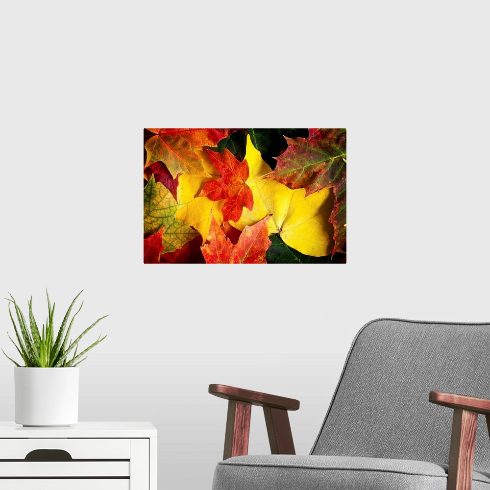 A modern room featuring A close-up of autumn fall Maple leaves in intense orange, red, yellow and gold colours.