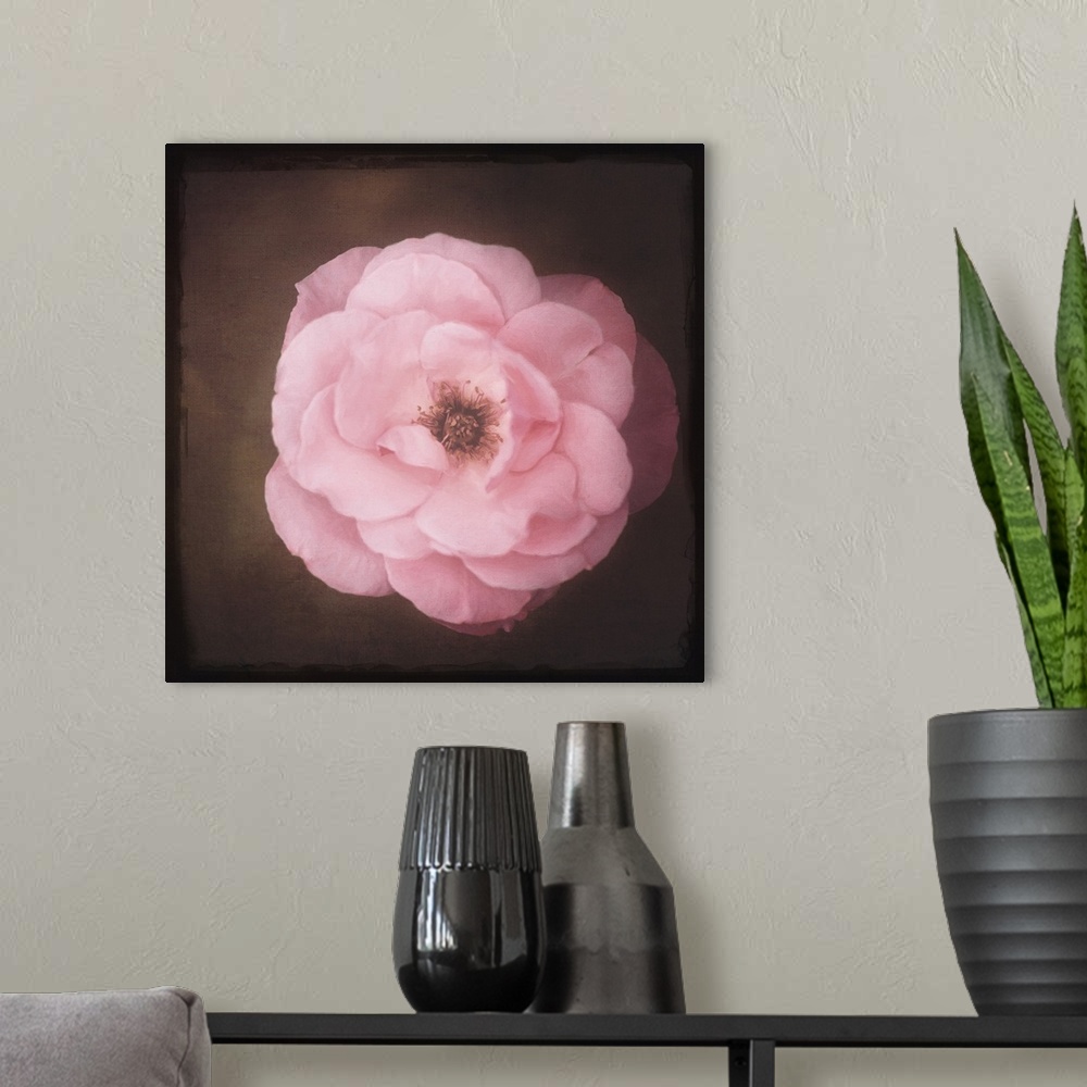 A modern room featuring Close up of a rose with added photo texture