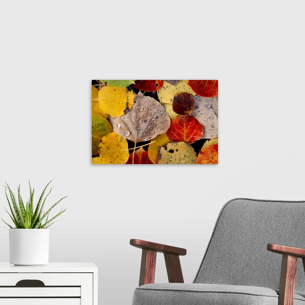 A modern room featuring Landscape fine art photograph of a pile of fall leaves covered in dew drops.