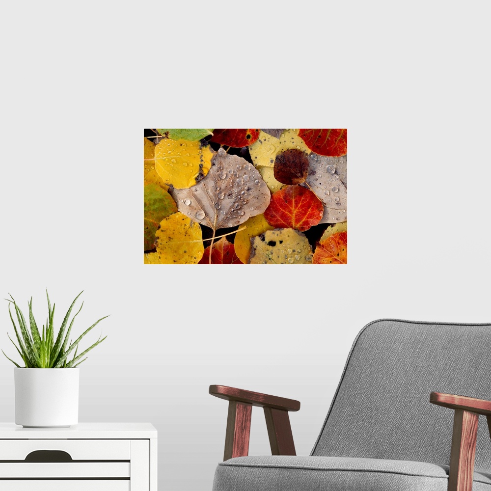 A modern room featuring Landscape fine art photograph of a pile of fall leaves covered in dew drops.