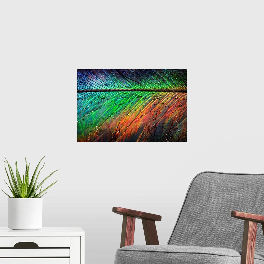 A modern room featuring Giant photograph displays a close-up of a rainbow colored feather sprinkled with water as it glis...
