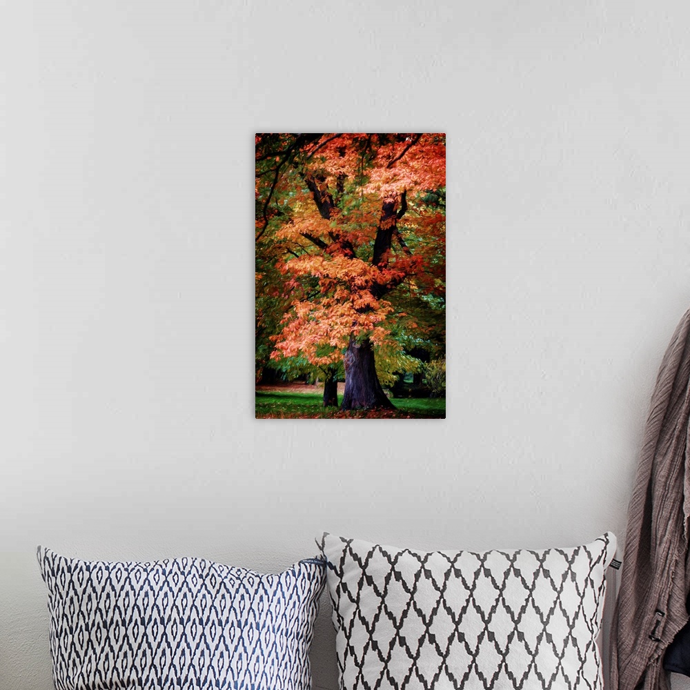 A bohemian room featuring Fine art photograph of a tall tree with brightly colored fall leaves.