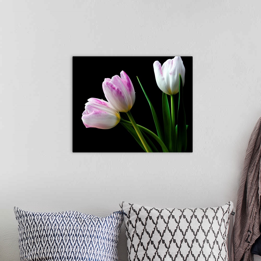 A bohemian room featuring Photograph of white and pink tulips on a black background.