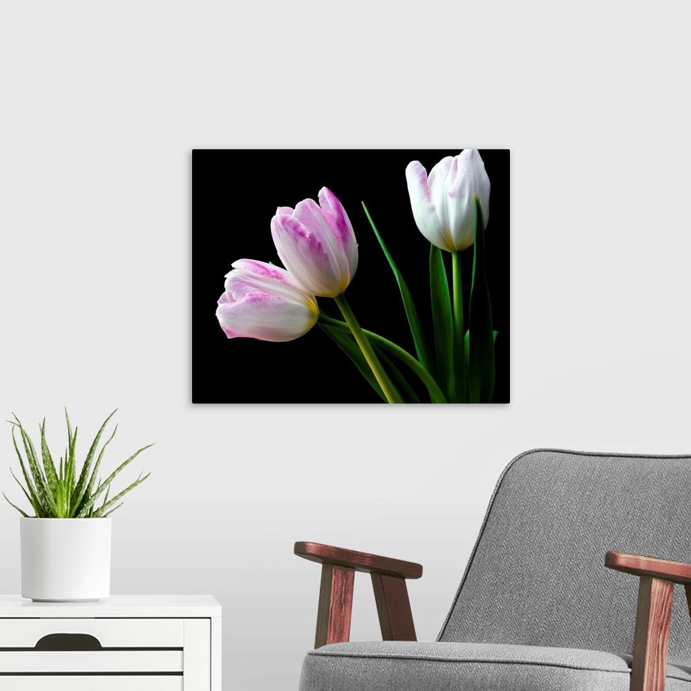 A modern room featuring Photograph of white and pink tulips on a black background.