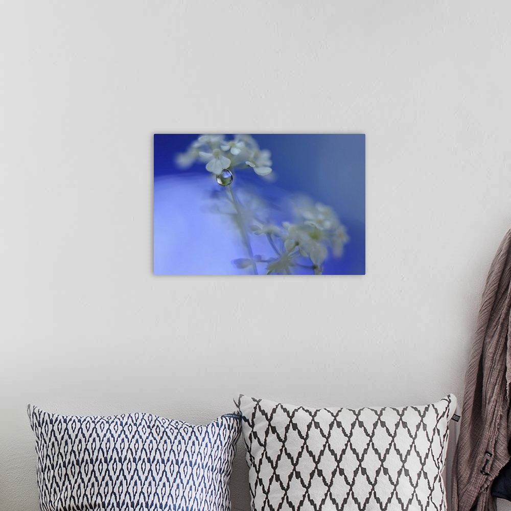 A bohemian room featuring A macro photograph of white flower against a blue background.