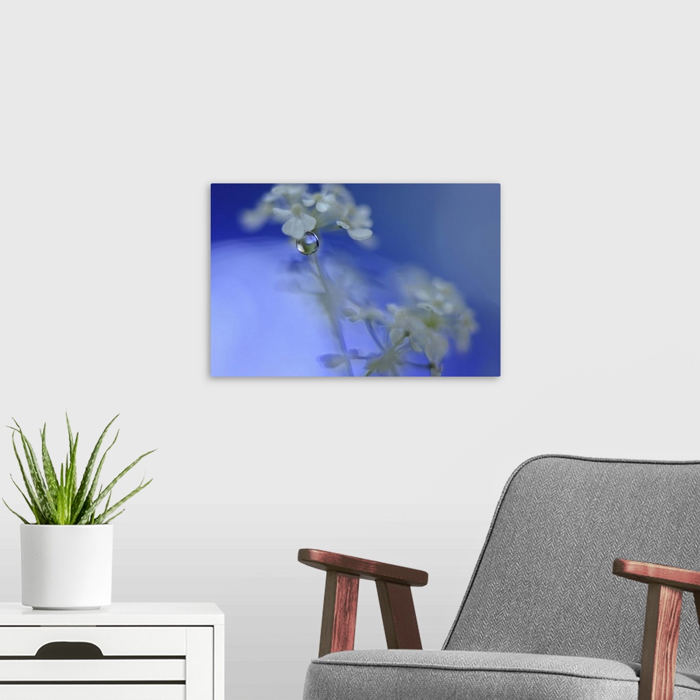 A modern room featuring A macro photograph of white flower against a blue background.